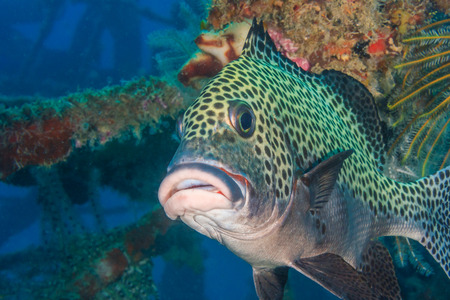 A Harlequin Sweetlips close up on an underwater shipwreckの写真素材
