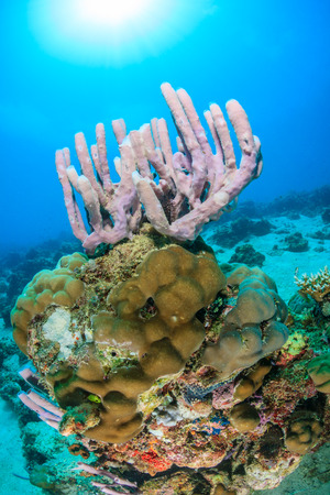 Sponge and coral encrusted pinnacle on a tropical reefの写真素材