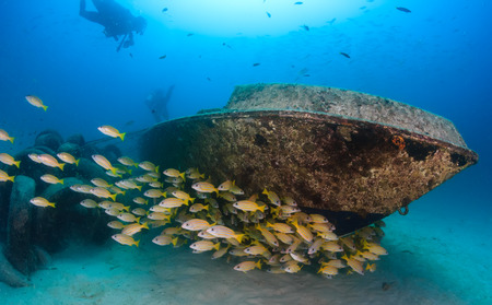 A shoal of snapper and scuba divers around a small underwater wreckの写真素材