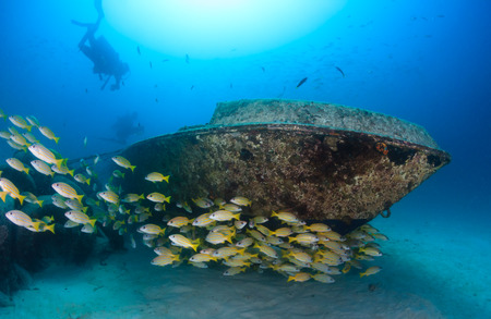 Scuba divers and a shoal of snapper swim around a small underwater yacht wreckの写真素材