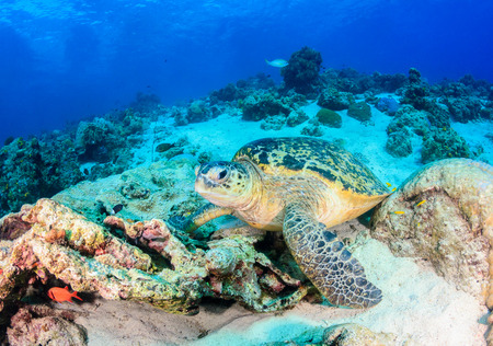 A Sea Turtle rests on the seabad of a badly damaged coral reefの写真素材