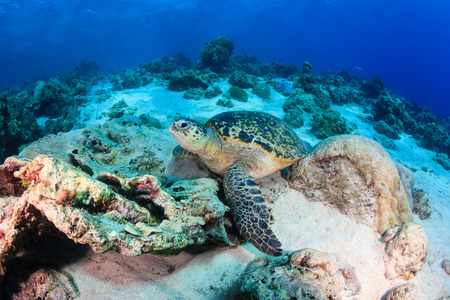 Green Turtle resting on a tropical coral reefの写真素材