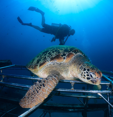 A scuba diver swims past a large sea turtle on an artificial reefの写真素材
