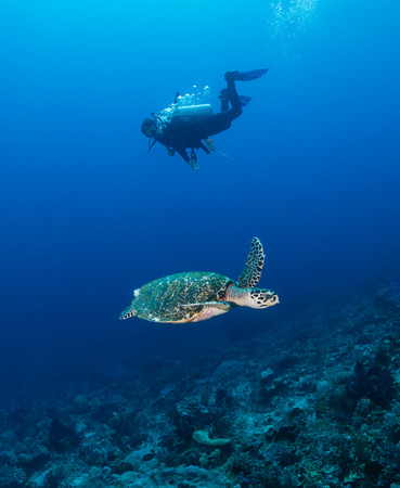 SCUBA diver and a sea turtle swim alongside on a tropical coral reefの写真素材