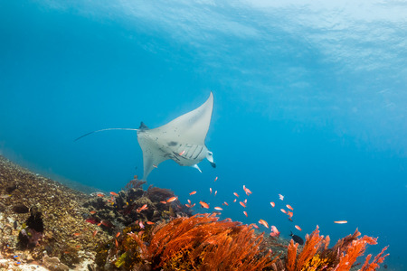 Large Manta Ray swimming over a tropical coral reefの写真素材