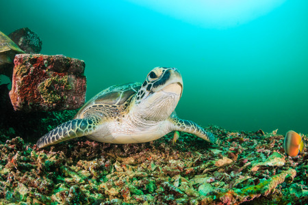 Green Turtle resting on the seabed on a dark, murky afternoonの写真素材