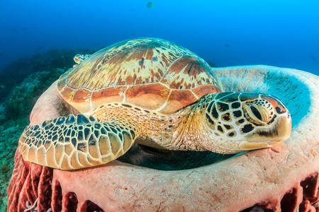 Large Green Turtle resting in a barrel spongeの写真素材