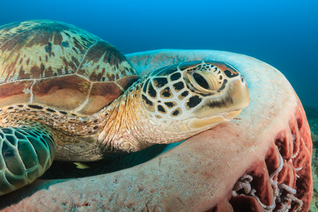 Green Turtle resting on a barrel spongeの写真素材
