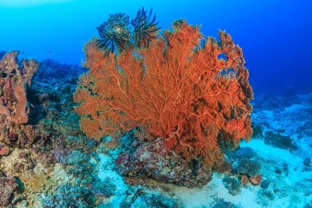 Large seafan deep on a tropical coral reefの写真素材