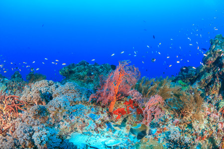 Tropical fish on a deep, healthy coral reefの写真素材