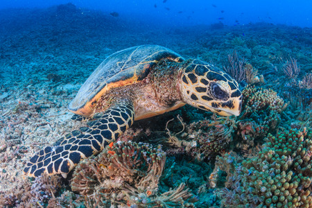 Hawksbill Turtle creates a cloud of silt as it feeds on a tropical coral reefの写真素材