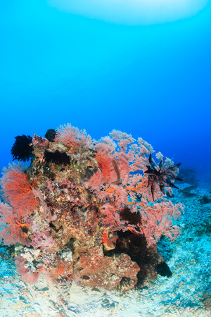 Soft and hard corals on a tropical reefの写真素材