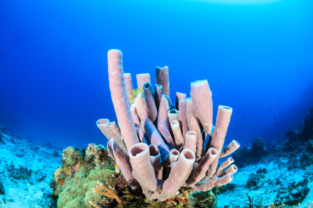 Purple tube sponges on a tropical coral reefの写真素材