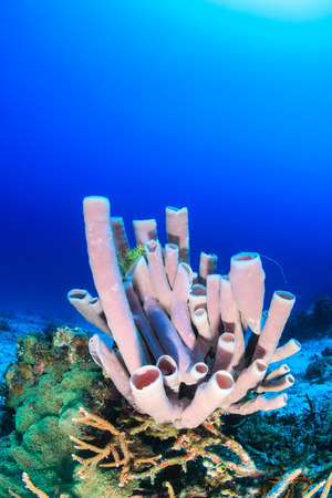 Purple tube sponges on a tropical coral reefの写真素材