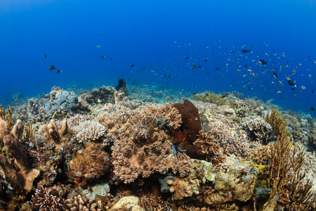 Beautiful colorful,healthy tropical coral reefの写真素材