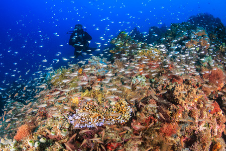 SCUBA diver on a coral reef surrounded by colorful tropical fishの写真素材