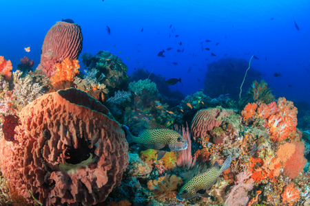 Sweetlips, sponges and colorful corals on a tropical reefの写真素材