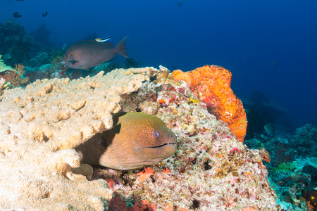 Giant Moray Eel hiding amongst hard corals on a tropical reefの写真素材