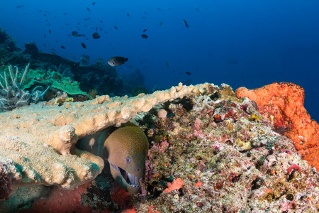 Giant Moray Eel hiding amongst hard corals on a tropical reefの写真素材