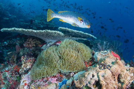 Sweetlips and other fish swimming around a colorful tropical reefの写真素材