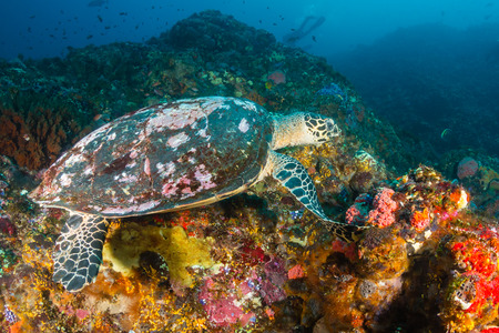 Old Hawksbill Turtle feeding on a tropical coral reefの写真素材