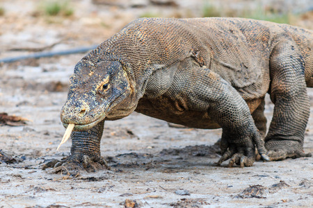 Komodo Dragon, tongue extended and salive dripping from its mouth in the Komodo regionの写真素材