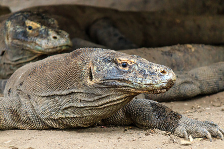 Komodo Dragons hiding under a building on Komodo islandの写真素材