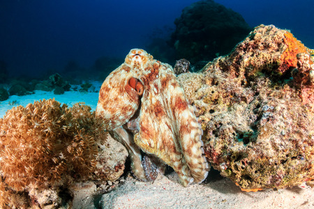 Reef Octopus moving around a tropical coral reef at duskの写真素材