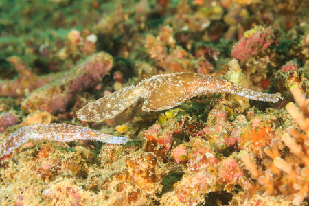 A well hidden pair of Robust Ghost Pipefish in the rubble on a tropical coral reefの写真素材