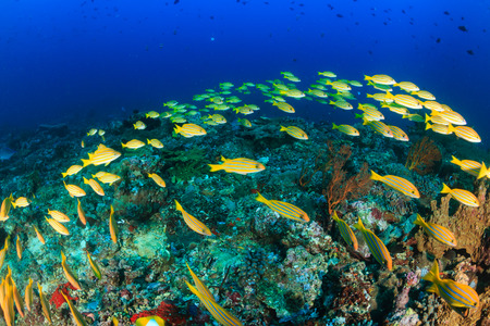 A shoal of Bluestriped Snapper on a tropical coral reefの写真素材