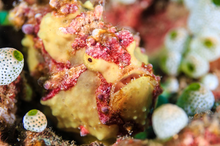Yellow Warty Frogfish on a tropica coral reef