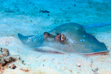 Blue Spotted Stingray feeding on a sandy sea floor