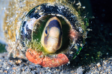 A fish peers out from a discarded bottle on the seabedの写真素材