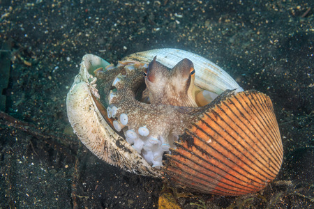 Coconut Octopus hiding in shells on the seabedの写真素材