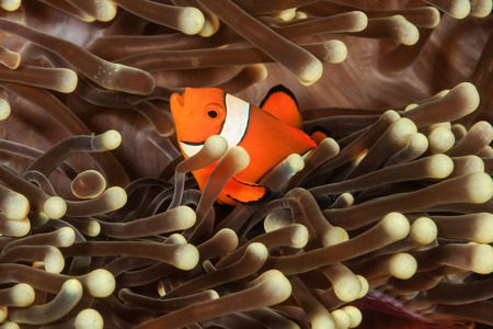 Clownfish in a host anemoneの写真素材