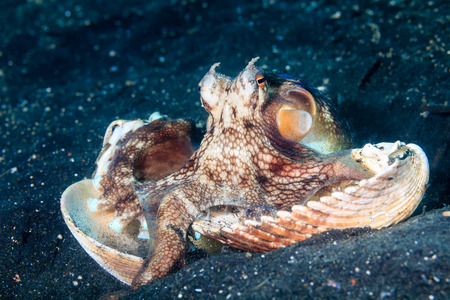 A Coconut Octopus hiding in sea shellsの写真素材