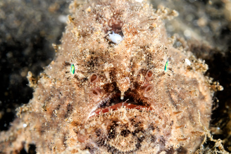 Frontal view of a well hidden Hairy Frogfishの写真素材