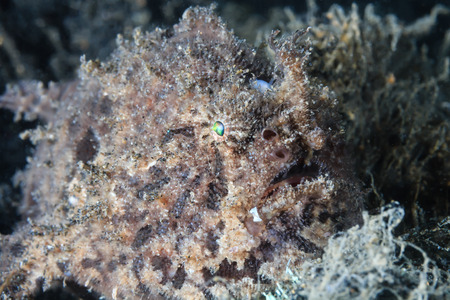 A well hidden Hairy Frogfish in the Lembeh Strait, Indonesiaの写真素材