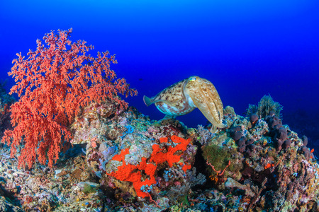 A large Cuttlefish swims across a coral reefの写真素材
