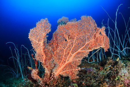 A large sea fan and whip corals on a deep coral reefの写真素材