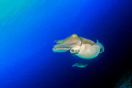 A pair of Cuttlefish swim in blue waterの写真素材