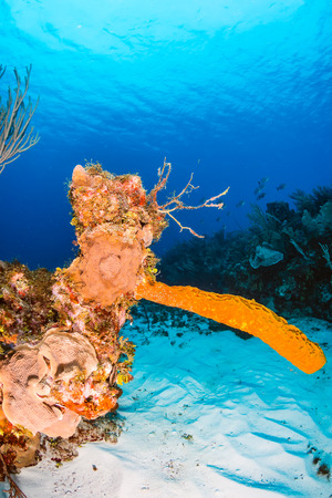 Sponges on a tropical coral reefの写真素材