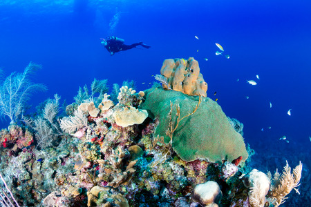 SCUBA diver over a coral reefの写真素材