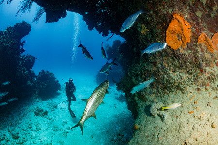 Tarpon and SCUBA Diverの写真素材