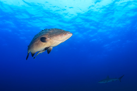 A large Nassau Grouper and background Reef Shark in blue waterの写真素材