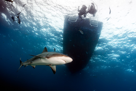 Reef Shark Circling Below a Dive Boatの写真素材