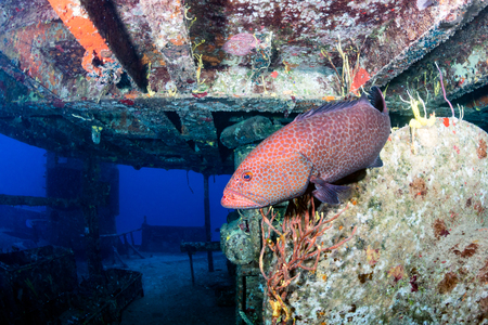 Tiger Group on a shipwreck