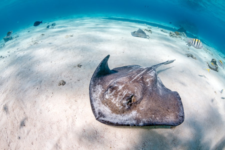 Southern Stingray in a shallow Caribbean coral lagoonの写真素材