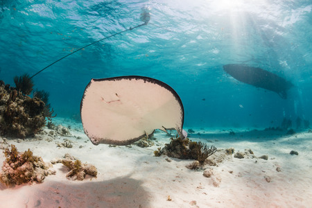 Underside of a Stingray as it swims around a moored dive boat