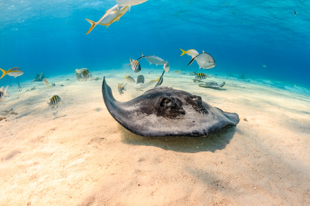Southern Stingray and Tropical Fish Swimming Along the Sea Floorの写真素材